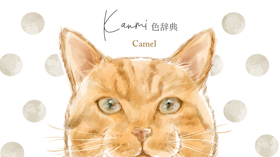 Kanmi.どら CAMEL