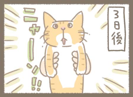 三日後野良猫のどらやきを連れてくる